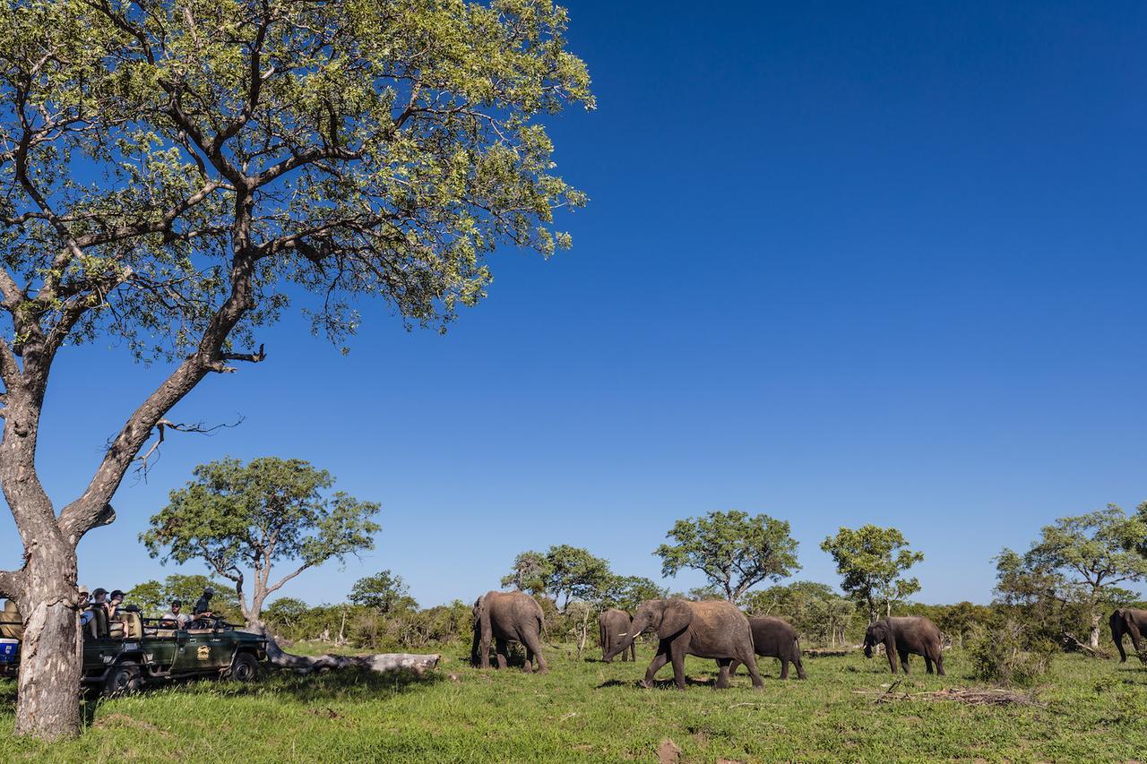 Shindzela Tented Camp Rezervaţia naturală Timbavati Exterior foto