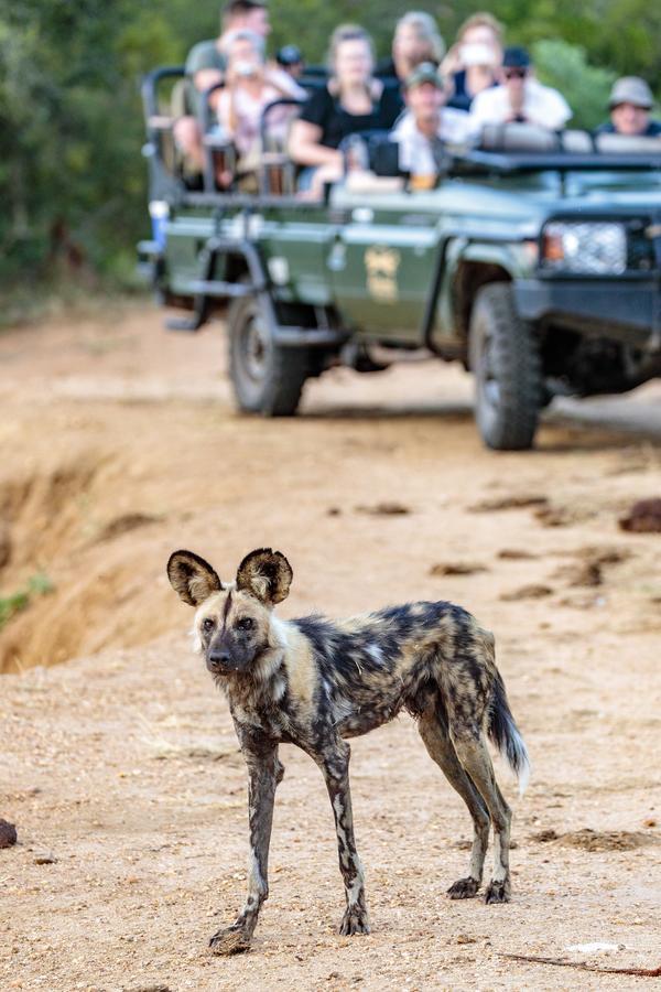 Shindzela Tented Camp Rezervaţia naturală Timbavati Exterior foto